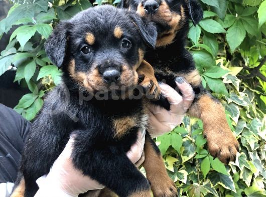 Irk Garantili Muhteşem Rottweiler Yavrularımız görsel