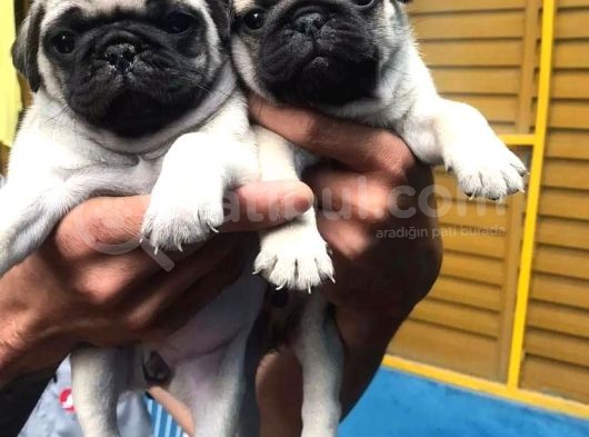 Kuzeypuppi̇es’ten Evleri̇ne Gi̇tmeye Hazir Pug Yavrulari