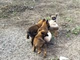 Irkının En Iyileri En  Dirileri