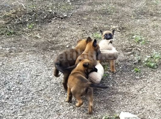 Irkının En Iyileri En  Dirileri görsel