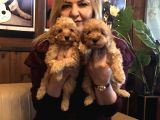 Irk Garantili Harika Toy Poodle Yavrularımız