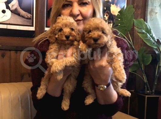Irk Garantili Harika Toy Poodle Yavrularımız görsel