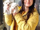 Kore Maltese Bebekler