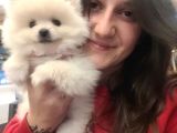 Spitz yavrular