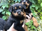 Irk garantili muhteşem rottweiler yavrularımız
