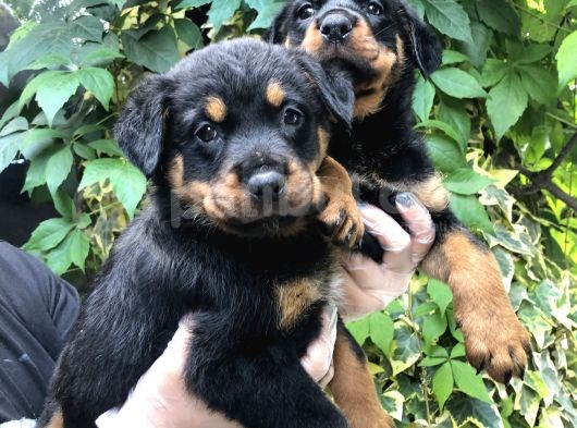 Irk Garantili Muhteşem Rottweiler Yavrularımız