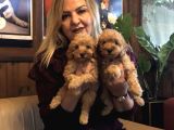 Irk Garantili Harika Toy Poodle Yavrularımız