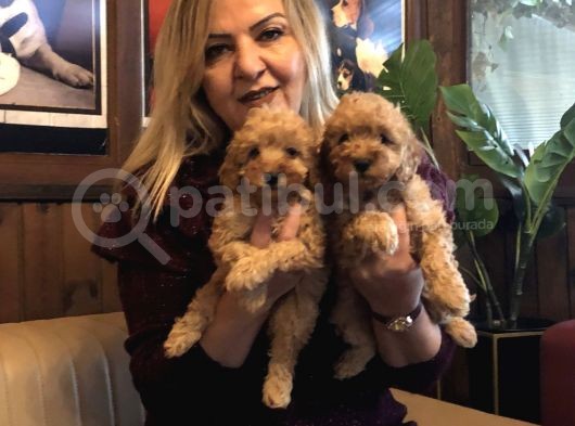 Irk Garantili Harika Toy Poodle Yavrularımız görsel