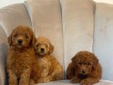 Orji̇nal Toy Poodle Yavrularim