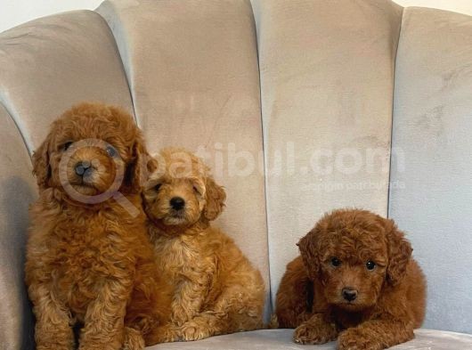 Orji̇nal Toy Poodle Yavrularim görsel