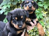 Irk Garantili Muhteşem Rottweiler Yavrularımız