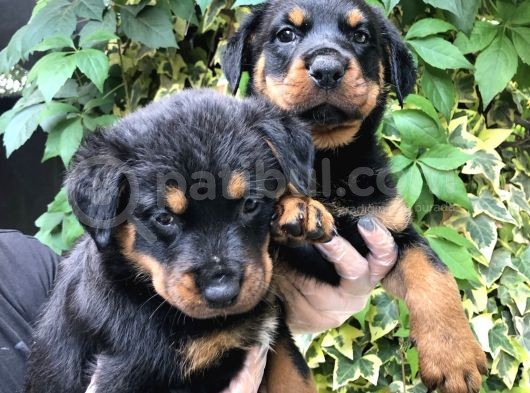 Irk Garantili Muhteşem Rottweiler Yavrularımız görsel