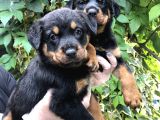 Irk Garantili Muhteşem Rottweiler Yavrularımız