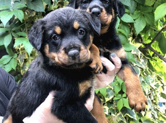 Irk Garantili Muhteşem Rottweiler Yavrularımız görsel