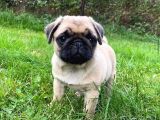ANATOMİ HARİKASI PUG YAVRULARI