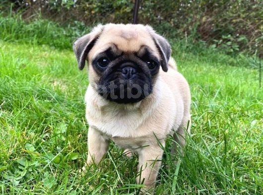 Anatomi̇ Hari̇kasi Pug Yavrulari