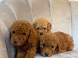 Orji̇nal Toy Poodle Yavrularim