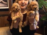Irk Garantili Harika Toy Poodle Yavrularımız