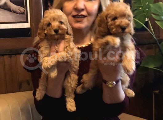 Irk Garantili Harika Toy Poodle Yavrularımız görsel