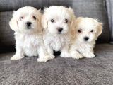 Pamuk Şeker Maltese Terrier Yavrularımız