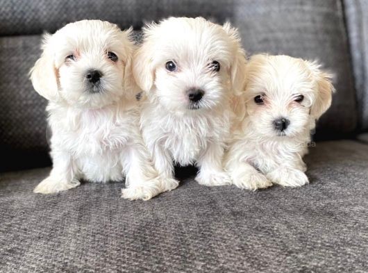 Pamuk Şeker Maltese Terrier Yavrularımız