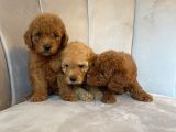 Orji̇nal Toy Poodle Yavrularim