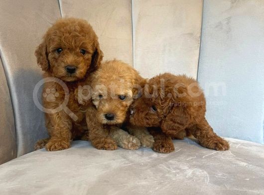 Orji̇nal Toy Poodle Yavrularim görsel