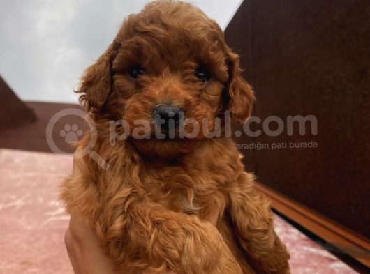 Redbrown Bebekler