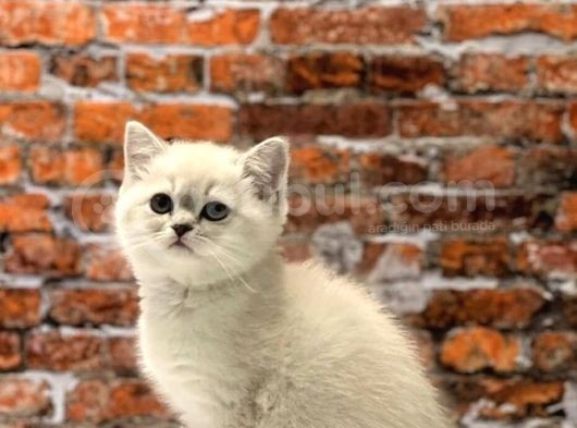 Tesli̇me Hazir Yavrularim görsel