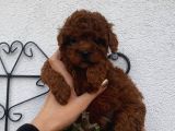 Redbrown Bebekler
