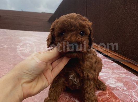 Redbrown Bebekler görsel