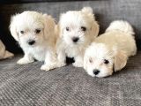 Pamuk Şeker Maltese Terrier Yavrularımız