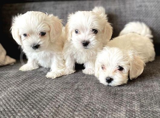 Pamuk Şeker Maltese Terrier Yavrularımız görsel