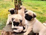 Kuzeypuppi̇es’ten Sağlik Irk Garanti̇li̇ Pug Yavrulari