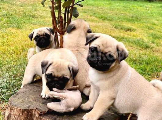 Kuzeypuppi̇es’ten Sağlik Irk Garanti̇li̇ Pug Yavrulari görsel