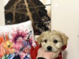 Maltipoo Yavrusu Sağlık Garantili