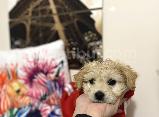 Maltipoo Yavrusu Sağlık Garantili görsel