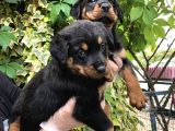 Irk Garantili Muhteşem Rottweiler Yavrularımız