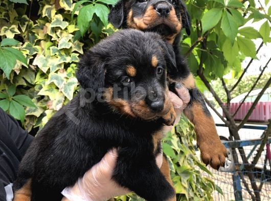 Irk Garantili Muhteşem Rottweiler Yavrularımız görsel