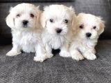 Pamuk Şeker Maltese Terrier Yavrularımız