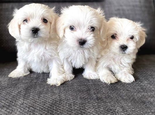 Pamuk Şeker Maltese Terrier Yavrularımız görsel