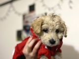 Maltipoo yavrusu sağlık garantili
