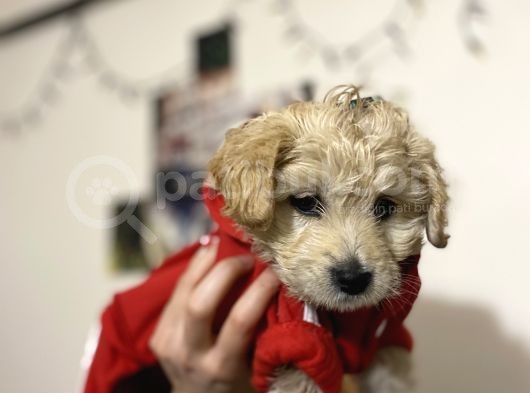 Maltipoo Yavrusu Sağlık Garantili