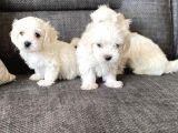 Pamuk Şeker Maltese Terrier Yavrularımız