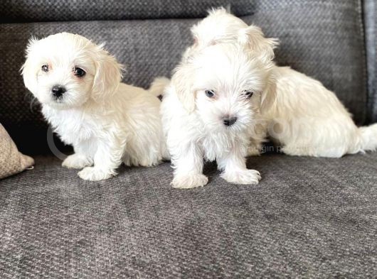 Pamuk Şeker Maltese Terrier Yavrularımız görsel