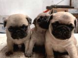 PUG MOPS YAVRULARIMIZ YENİ AİLESİNE GİTMEYE HAZIR