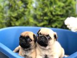 Irkinin En İyi̇si̇ Pug Mops Yavrularimiz
