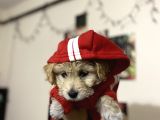 Maltipoo Yavrusu Sağlık Garantili