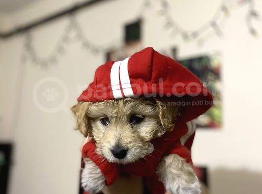 Maltipoo Yavrusu Sağlık Garantili görsel