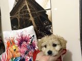 Maltipoo Yavrusu Sağlık Garantili